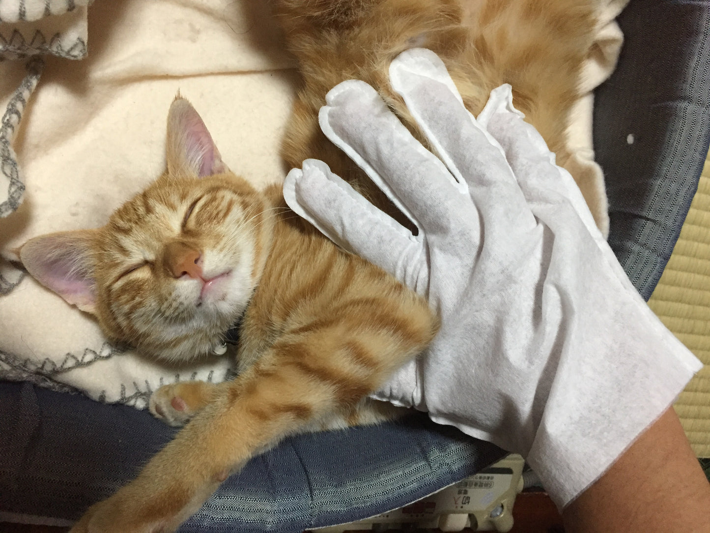 ウェット手袋なでなで26枚入