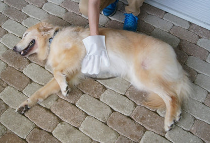 ウェット手袋なでなで 10枚入 アロマティックグリーンの香り